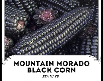 Maíz negro Morado de montaña - Zea mays - Vegetal ancestral poco común