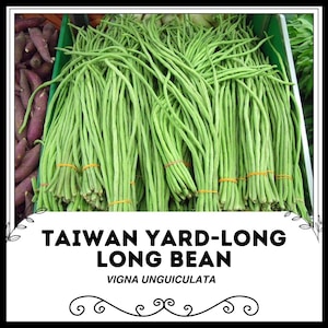 Könnte beinhalten: Ein Bündel langer, grüner Yard-Long-Bohnen, auch bekannt als Spargelbohnen, sind mit Gummibändern zusammengebunden. Die Bohnen sind frisch und bereit zum Kochen.  TAIWAN YARD-LONG LONG BEAN  VIGNA UNGUICULATA