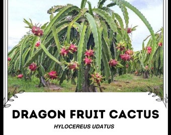 Drachenfruchtkaktus - Hylocereus udatus - Seltene 'Kaktuspflanze'-Samen -  Pitahaya, Pink-Grn, Erdbeerbirne, Nachtblhender Kaktus - Etsy sterreich