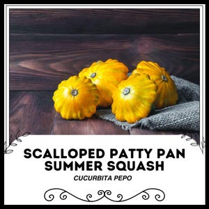 May include: Four yellow scalloped patty pan summer squash on a wooden surface with a hessian cloth. The text "SCALLOPED PATTY PAN SUMMER SQUASH CUCURBITA PEPO" is below the squash.
