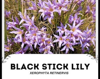 Buy Black Stick Lily - Xerophyta Retinervis - Rare 'plant' Seeds