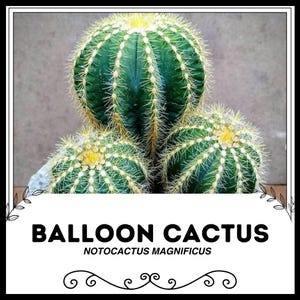 Balloon Cactus - Notocactus magnificus - Rare 'Cactus' Seeds - Powder Puff Cactus, Yellow-Green, Balloon Pincushion, Pincushion Cactus