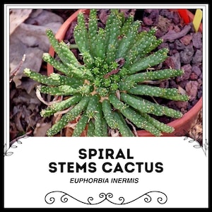 Spiral Stems Cactus - Euphorbia inermis - Rare &#39;Cactus&#39; Seeds - Rat Tail Cactus,Green-White,Rattail Cactus,Mistletoe Cactus,Christmas Cactus