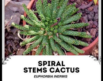 Spiralstammkaktus - Euphorbia inermis - Seltene 'Kaktus'-Samen - Rattail  Kaktus, Grn-Wei, Rattail Kaktus, Mistel Kaktus, Weihnachtskaktus - Etsy.de