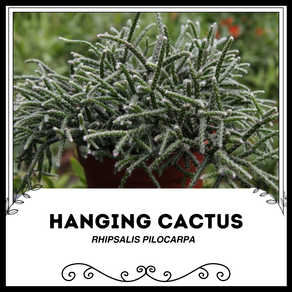 asche als dnger fr kirschlorbeer Kirschlorbeer-Flssigdnger 500 ml