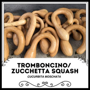 Peut inclure: Un tas de courges courbes de couleur jaune pâle, également connues sous le nom de Tromboncino ou Zucchetta Squash. Les courges sont disposées de manière aléatoire, certaines se chevauchant. Le texte "Tromboncino/Zucchetta Squash" et "Cucurbita Moschata" est imprimé sous les courges.