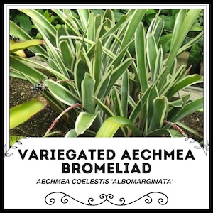 Variegated Aechmea Bromeliad - Aechmea coelestis &#39;Albomarginata&#39; - Rare &#39;Bromeliad&#39; Seeds
