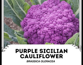 Coliflor siciliana púrpura - Brassica oleracea - Vegetal de herencia rara
