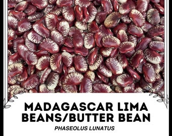 Frijoles Lima de Madagascar / Frijol Mantequilla - Phaseolus lunatus - Vegetal de herencia rara