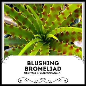 Blushing Bromeliad - Hechtia sphaeroblasta - Rare &#39;Bromeliad&#39; Seeds - Neoregelia carolinae, Green-Red, Blushing Bride, Blushing Neoregelia