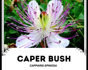 Caper (Capparis Spinosa) In Flower - Stock Image - C057/4660 - Science Photo Lib - Foto 14