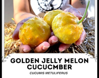 Cucumis metuliferus - Kiwano - 10 zaden