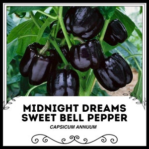 Midnight Dreams Süße Paprika - Capsicum annuum - Seltenes altes Gemüse