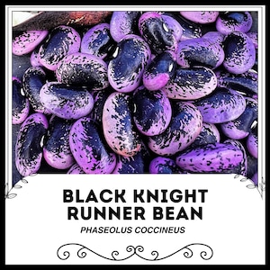 Puede incluir: Primer plano de un montón de judías Black Knight Runner. Las judías son moradas y negras con un patrón moteado. El texto "BLACK KNIGHT RUNNER BEAN PHASEOLUS COCCINEUS" está impreso debajo de las judías.