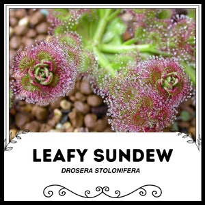 Drosera feuillus - Drosera stolonifera - graines rares « carnivores » - rossolie rosée, rose-vert, pin rosée, moucherolle rossolis, pichet rosée