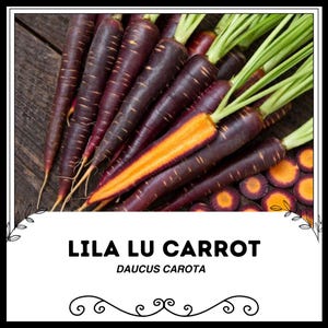Peut inclure: Un bouquet de carottes violettes et orange avec des fanes vertes. Les carottes sont appelées Lila Lu Carrot et le nom botanique est Daucus Carota.