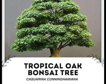 Tropische Eiche Bonsai Baum - Casuarina cunninghamiana - Seltene 'Bonsai  Baum' Samen - Quercus myrsinifolia, Chinesische immergrne Eiche - Etsy.de