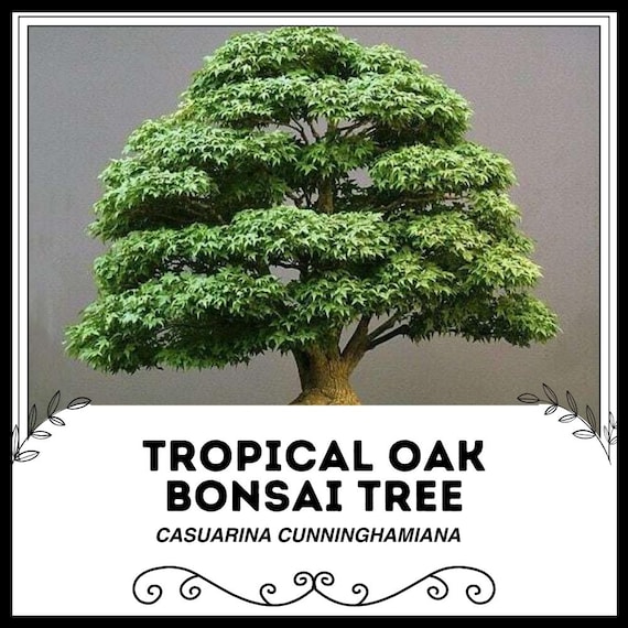 where can you buy a bonsai tree Grow Your Own Bonsai Tree Kit Chinese Juniper main image 0