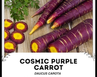 Zanahoria púrpura cósmica - Daucus carota - Vegetal ancestral poco común
