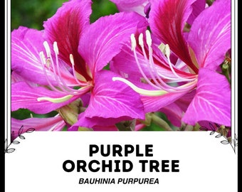 May include: Close-up of a purple orchid tree flower with white veins. The flower is in bloom and has a delicate, feminine appearance. The text "PURPLE ORCHID TREE BAUHINIA PURPUREA" is displayed below the flower.