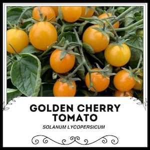 Golden Cherry Tomato - Solanum lycopersicum - Rare Heirloom Vegetable