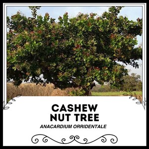 Cashew Nut Tree - Anacardium Orridentale - Rare 'Fruit' Seeds - Cashew Apple Tree, Marañón Tree, Anacardier Tree, Kaju Tree, Cashew Nut Bush
