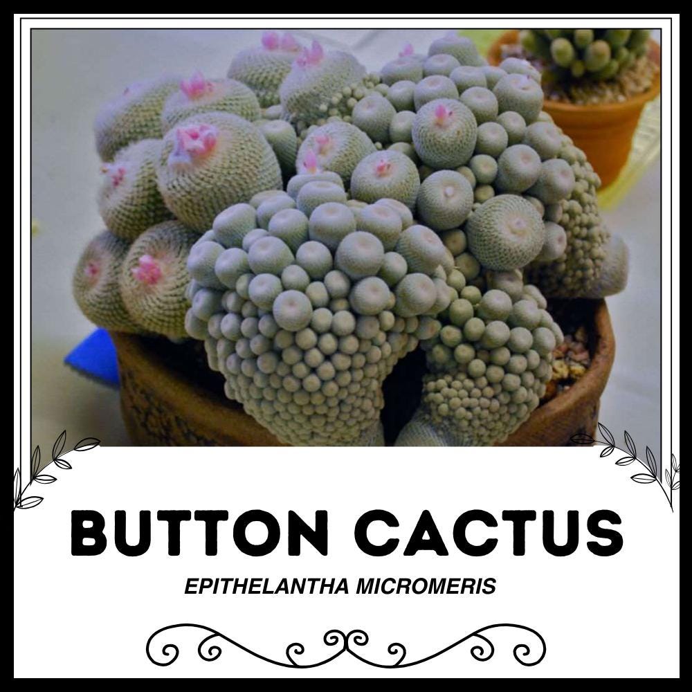 H&iacute;kuli Mulato (Epithelantha Micromeris) Semi