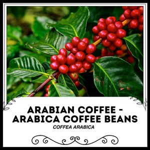 Arabian green bean - Etsy sterreich