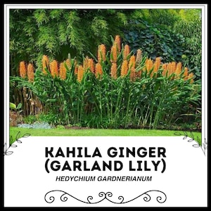 Kahila Ginger (Garland Lily) - Hedychium gardnerianum - Rare &#39;Plant&#39; Seeds - Kahili Ginger, Green-Orange, Zingiberaceae, Yellow Ginger Lily
