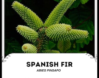 苗木・植木 abies pinsapo もみの木 スペインモミ 苗 矮性