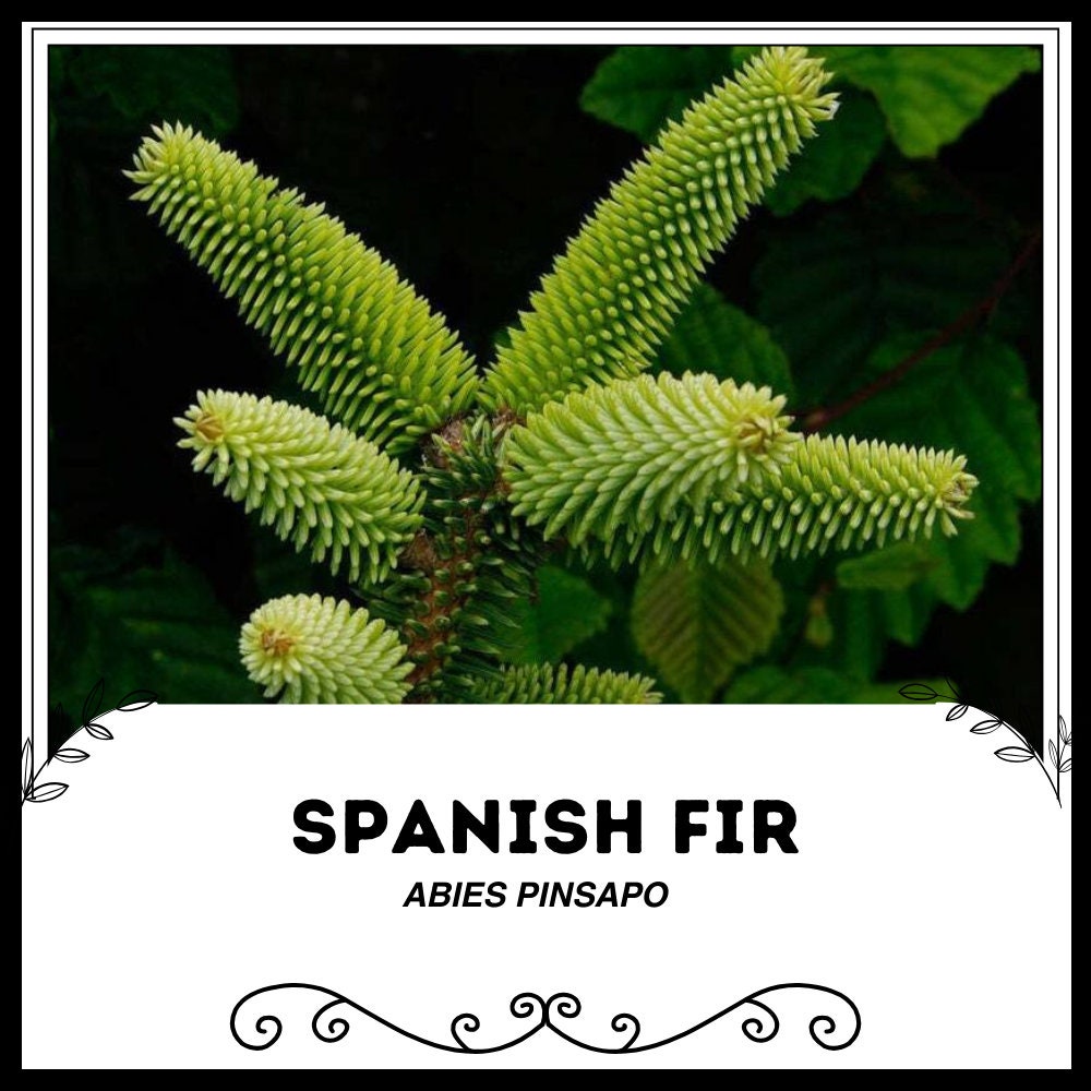 VOLVO cedrus  libani abies pinsapo 苗 VOLVO cedrus libani abies pinsapo 苗 Amazon.com : Cedrus