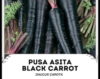 Zanahoria negra Pusa Asita - Daucus carota - Vegetal ancestral poco común
