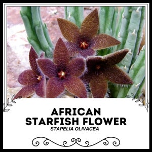 African Starfish Flower - Stapelia olivacea - Rare 'Cactus' Seeds - Carrion flower, Purple-Green, Toad plant, Snake cactus, Olive stapelia