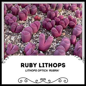 以下が含まれることがあります： 鉢植えのルビーリトープスのクローズアップ。多肉植物の一種です。リトープスは鮮やかなピンク色で、独特の割れた葉の形をしています。画像の下には「RUBY LITHOPS」と「LITHOPS OPTICA 'RUBRA'」の文字が表示されています。