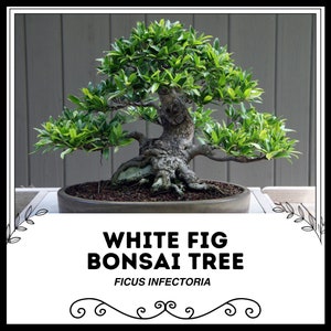 Białe drzewo bonsai figowe - Ficus infectoria - rzadkie nasiona &#39;Bonsai Tree&#39; - Ficus Bonsai, zielono-fioletowy, płacząca figa, Benjamina Bonsai, Ficus Bonsai
