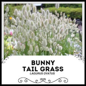 Puede incluir: Un primer plano de un parche de hierba de cola de conejo, también conocida como Lagurus ovatus, con suaves y esponjosas plumas blancas. La hierba crece en un jardín.