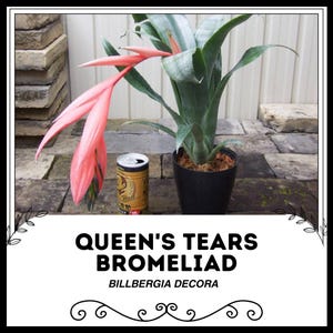 Queen&#39;s Tears Bromeliad - Billbergia decora - Rare &#39;Bromeliad&#39; Seeds - Queens Tears, Green-Pink, Bromeliaceae, Emerald Cascade Bromeliad