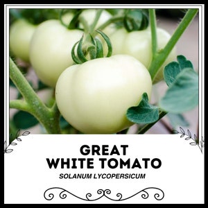 Große Weiße Tomate - Solanum lycopersicum - Seltenes Erbgemüse