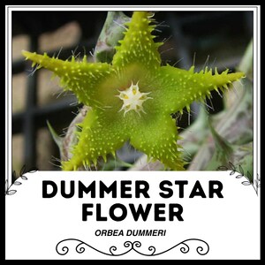 Dummer Star Flower - Orbea dummeri - Rare Cactus Seeds - Dummers Star, Green-Yellow,Star of Bethlehem,Ornithogalum Dubium,Dummer's Stargazer