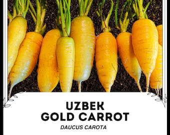 Uzbekisk guldmorot - Daucus carota - Sällsynt kulturarvsgrönsak