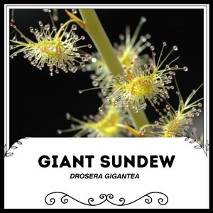 Jätte-Sileshår - Drosera gigantea - Sällsynta 'Köttätande' Frön - Spridande Flygväxt, Sileshår, Venus Flugfälla, Köttätande Växt, Insektsätande Växt