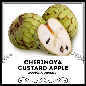 Cherimoya Custard Apple - Annona cherimola - Rare 'Fruit' Seeds - Custard Apple, Green-White, Chirimoya, Annonaceae, Custard Apple Fruit