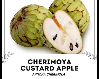 Cherimoya Custard Apple - Annona cherimola - Rare 'Fruit' Seeds - Custard Apple, Green-White, Chirimoya, Annonaceae, Custard Apple Fruit