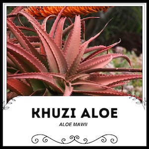 Khuzi Aloe - Aloe mawii - Rare &#39;Succulent Plant&#39; Seeds - Aloe vera, Pink-Orange, Aloe barbadensis, Cultivar Aloe, Khuzi Succulent,Local Aloe