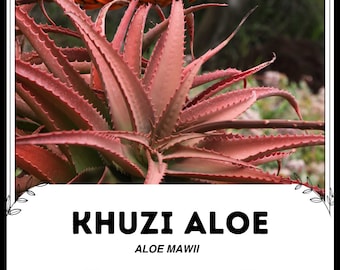 Ugandan Aloe - Aloe Ikiorum - Rare Succulent 'plant' Seeds - Aloe