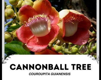 キャノンボール ツリー - Couroupita guianensis - 希少な「植物」種