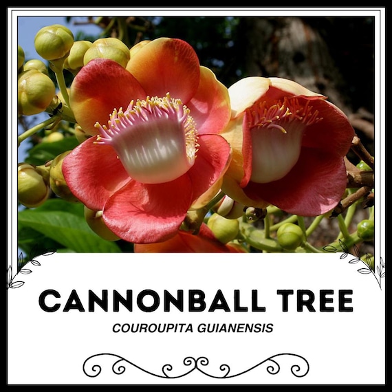Cannonball Tree - Couroupita Guianensis - Rare 'plant' Species - Naga  Lingam, Red-yellow, Shiva Lingam, Lecythidaceae, Snakewood Tree - Etsy  Norway