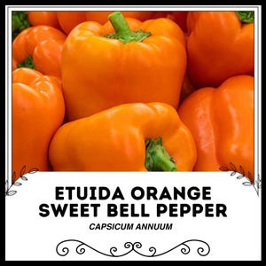 Etuida Orange Sweet Bell Pepper - Capsicum annuum - Rare Heirloom Vegetable