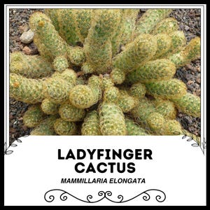 Ladyfinger Cactus - Mammillaria elongata - Rare &#39;Cactus&#39; Seeds - Echinocactus horizonthalonius, White-Green, Horse Crippler, Devils Tongue