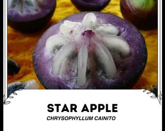 スターアップル - Chrysophyllum cainito - 珍しい「果実」の種子